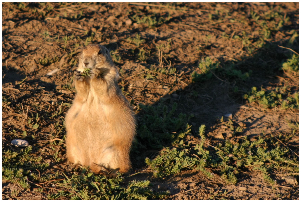 06 - Badlands NP (17) - Chien De Prairie.jpg